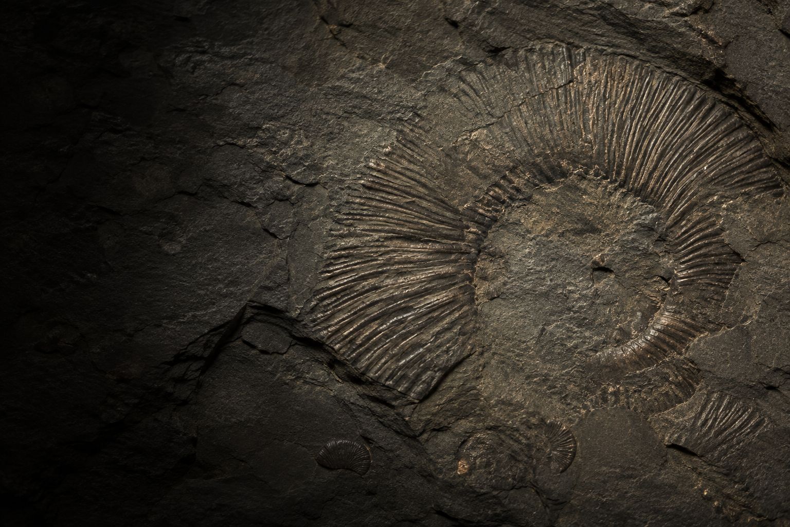 Illustrated study of an incomplete ribbed ammonite emerging from dark sedimentary rock